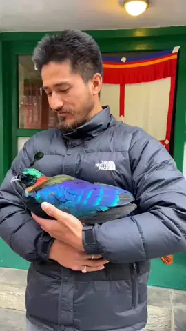 National bird of Nepal, Danfe 'Lophophorus' in my lap. It arrived in the 