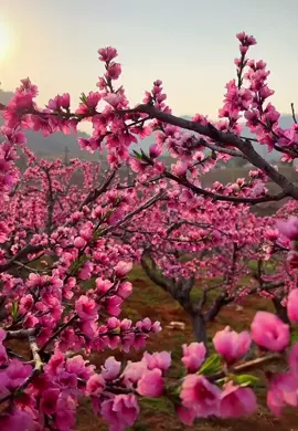 Mùa xuân hoa đào nở #phongcảnhthiênnhiên #LearnOnTikTok