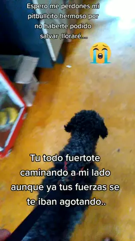 Espero me perdones por no haberte vacunado a tiempo....#moquillo #teamo #esperomeperdones #tevoyaextrañar #amorperruno #rocky #siempreestarasenmicorazon #@leidysanchezc @stivensanchezmeza @yennylorenasanche