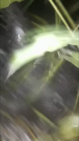 không làm anh thất vọng nha anh em #71bentre #sănbắt #sôngnướcmiềntây