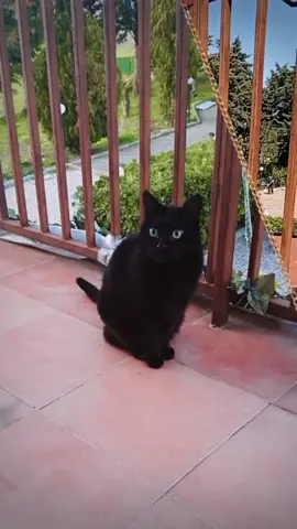 Niente e Nessuno riuscirà mai a riempire quel vuoto 💔 #missing #missingcat #cats #catsoftiktok #luna #lunathecat