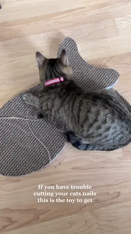 I got it for $4 from Marshall’s #InstaxChallenge #catsoftiktok #catmom #blacktiktokcommunity #fyp #foryou #foryoupage #4you #HaloSilverTeam