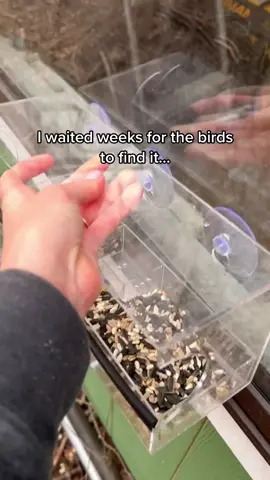 POV: a girl desperately trying to live out her dream of being Snow White #spring #diyproject