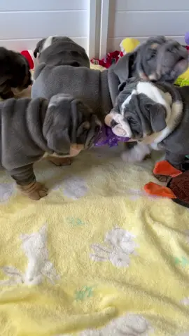 #englishbulldogs #puppy #puppytiktok #bulldogs #fyp #California #Cali #tugofwar #playtime #cuties