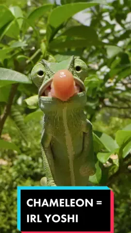 👀 check out the ballistic tongue on this flap necked chameleon #fyp #fypシ #fup #fupシ #yoshi #animals #EduTok #supermario #nintendo #animalsdoingthings #coyotepeterson #lizard