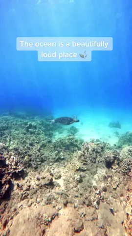 Just two souls passing each other by 🌊 #scubatiktok #Hawaii #Seaturtle #Whales #Song #Ocean #fyp #turtle #music #WomenOwnedBusiness #OscarsAtHome