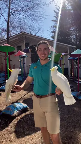 Jedi Fletch #parrotmountain #fyp #foryou #InstaxChallenge #BridgertonScandal #HaloSilverTeam #starwars