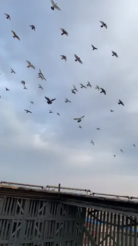 #الحمام #الحمام_الغزارالمصري #الحمام_الزينة #فن_تربيه_الحمام #الحمام_المصري #nova9SEBeTheStar