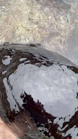Giant Sea Hare #seahare #ocean #beach #tidepools #pacificocean #sealife #natgeo #wild #wildlife #animals #nature #visualsoflife #wildcalifornia #california #southerncalifornia #cali #explore #fyp #foryourpage