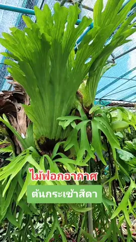 ไม้ฟอกอากาศ ต้นกระเช้าสีดา #อย่าปิดการมองเห็น #เอาขึ้นฟีดที #TikTokUni #fyp #ฮาวทูtiktok #แม่ค้าออนไลน์ #รู้หรือไม่ #สาระ #บ้านสวนน้องเอ็ม