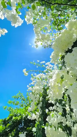 Good morning 🥰#fyp #beauty #nature #scenery #sunshine #flower