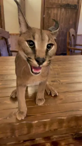 Любимая игра: человек делает вид, что прячется, каракал — что нападает / Favourite game #каракал #caracal #tiktokcats #catlover #котик #bigcat #floppa