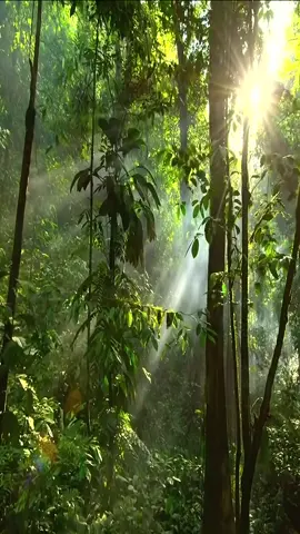 #rainforest #tropicalforest #jungle #amazonas