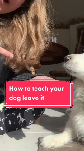 Reply to @cocacolaaddiction_  Here is the way I teach leave it, best of luck! #dogtrainer #DogTraining #pupper