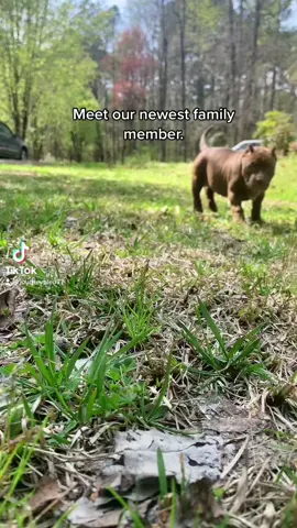 #babypitbull
