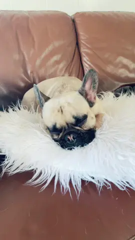 Who can relate???                       #unsealthemeal  #puppy #frenchie