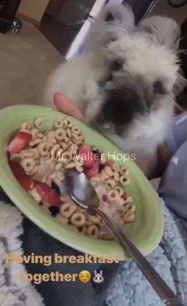 Breakfast with my bun #breakfast #goodmorning #smile #rabbitsoftiktok