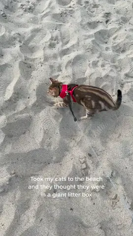 I died when he started digging 😂 #fyp #foryoupage #viral #cat #beach