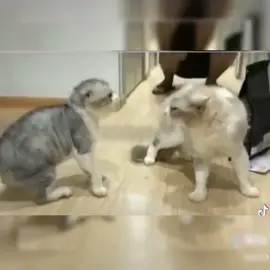 Funny Cats Videos 😹 Don't try to hold back Laughter - Part 1 #cats #catsfunnyvideos #videos #catsoftiktok #catfunny #cutecat #catlover #catsvideos