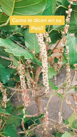 El salvador papaturro  😃#elsalvador  #foryou  #flypシ #parati