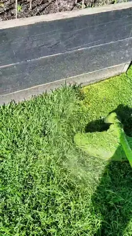 Check out my Insta for more! #grasstok #grasstiktok #grass #oscarsathome #thisis4u #foryou #tiktok4fun #lawnsoftiktok #satisfyingvideo #lawntok #lawn #lawncare #mowonblokes #blowthisup #viraltiktok