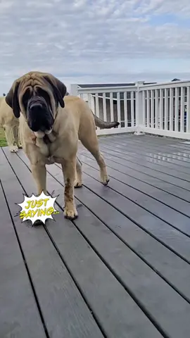 🤣🐾🙂❤ #justsaying #jolene #bigdog #nc  #englishmastiff #bigpawmastiffs #Love #dontbeabitch #SmellLikeIrishSpring