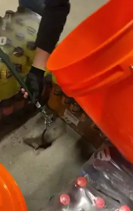 Follow me for more daily funny videos #fypage #fyp #animalsoftiktok #wtf #homedepot