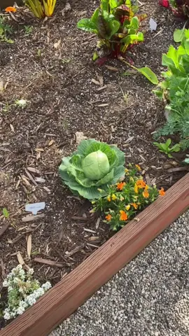 Garden to table #garden #gardening #gardentok