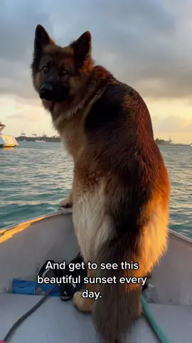 #fyp #germanshepherd #dogoftiktok #liveaboard