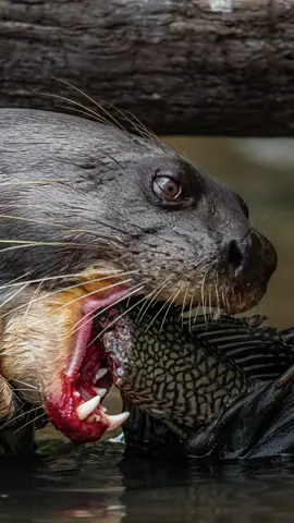 Hear the sound bones breaking. The Giant Otter (Pteronura brasiliensis).#valterpatrial  #wildlife#ariranha#conservation#pantanal#novelapantanal#2022