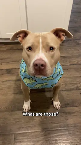 It’s my socks! Do I get a refund though because one is shorter than the other? #fyp #dogs #socks #cutedogs #pitties #socks #dinosaur