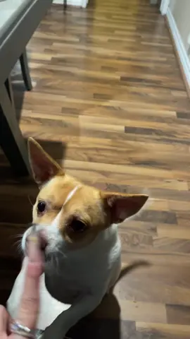 i swear i gave him some chicken tho hehe