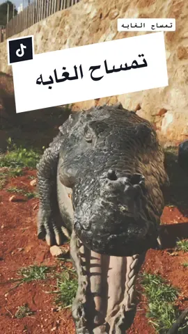 تمساح الغابه #crocodile #the_forest_park #تمساح