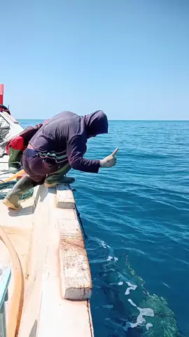 TarikBubuDapatIkanSuper #Gladiator #PerangkapIkan #IkanSuperLaut