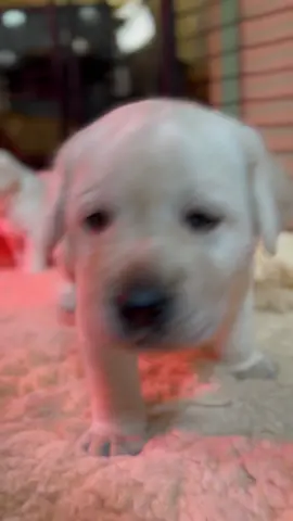 Just a baby 😍 #bartonlabs #bartonlabradors #englishlab #englishlabrador #yellowlab #yellowenglishlab #fyp #englishlabpuppy #puppy #justababy #puppies