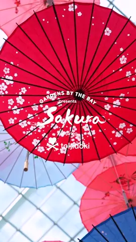 🌸 Last weekend to catch the Sakuras! We hope you’ve enjoyed them 😊 share your best shots with us!#gardensbythebay #SakuraGBBxtokidoki #FlowerDome #Sakura #VisitSingapore #sgtiktok #foryou #fyp