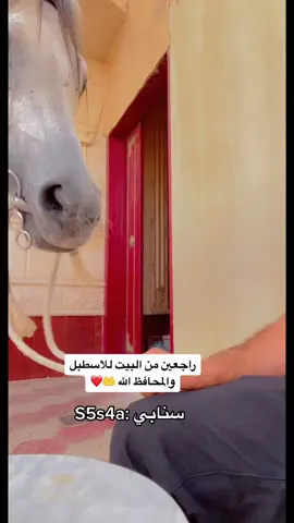 #للبيت للاسطبل ❤️#دعمكم #explor #الرياض #خيل #سناب S5s4a ❤️