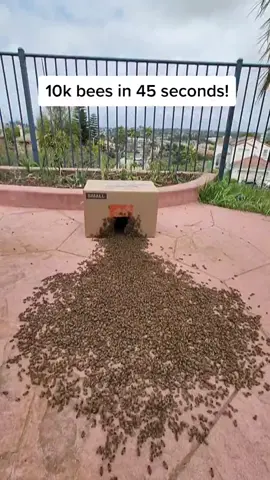 10k bees in 45 seconds! #savethebees #beetok #beerescue #nature #animals  #timelapse