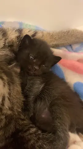 Big belly + Blep 👁👅👁  #fyppppppp #adoptdontshop #rescuepets #spayandneuter