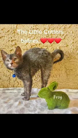 #lykoicatsoftiktok #nevadalykoi #bumblebee #hedgehog #frog #werewolf #thisiswhatdreamsaremadeof
