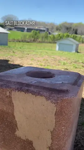 Salt block day! Why does she lick the block that way 👀 #AFairShotWithBlock #horses #therapy #equine #salt #Summer #vibes #lick #boop #nose #lips #asmr #asmrsounds #fyp