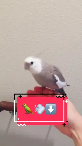 We be RUNNIN #fyp #fypシ #fypage #cockatiel #cockatielsontiktok #birds #birdsoftiktok #parrot #parrotsoftiktok #animals #soup #funny