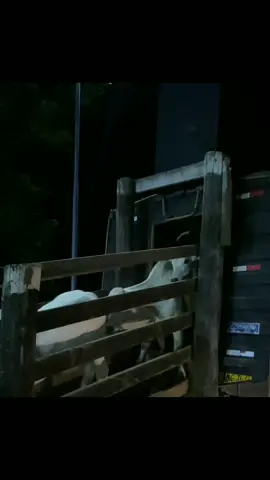 noite moçada, finalizando o dia com a bezerrada desembarcando