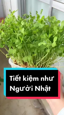 Người Nhật có thực sự tiết kiệm? 🙊 #nguoiviettainhatban #fypシ #fyp #foryou #xh #dcgr #ancungtiktok😍 #homnayangi #cuộcsốngnhật #cuộc_sống_ở_nhật #nauan #umachan #LearnOnTikTok #xuhuongtiktok