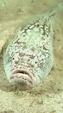Whitemargin Stargazer Sea Creature #seacreature #seacreatures #seamonster #sealife #noppenstudios #ocean #oceanlife #weirdfish #fish #fishing