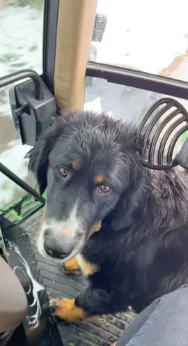 Treue Seelen 🐾🚜♥️ #johndeere #johndeere7810 #viral #trend #hund #schnee