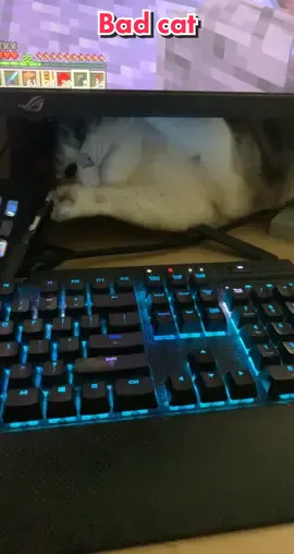 Jellie not letting me record today. #jellie #minecraftjellie #hermitcraft #scar #goodtimeswithscar #cat