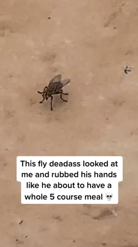 This fly wanted more than a meal 😼#fyp #mosquito