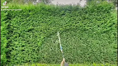 Trimming conifers.. #fun #thisis4u #foryou #satisfyingvideo #hyperlapsevideo #viraltiktok #oscarsathome #hedgetok #hedging #tiktok #work #fypシ #f #batterypower
