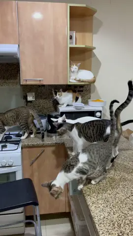 #hey #whatsgoingon #cat #cats #catsoftiktok #catlover #rescue #adoptme #adoptdontdshop #dxb #dubai #uae #unitedarabemirates #fyp #invader #catworld #rescuecat #arabian